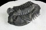 Coltraneia Trilobite Fossil - Huge Faceted Eyes #92939-3